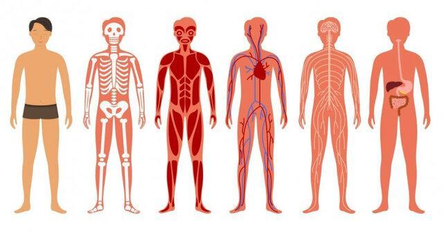 ساخت نقشه بدن انسان توسط گوگل ساخت نقشه بدن انسان توسط گوگل