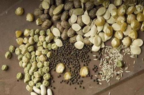 بذر های گیاهان بر اساس کارکرد انسانی در دانشگاه ایلام گردآوری بذر های گیاهان بر اساس کارکرد انسانی در دانشگاه ایلام گردآوری شدند