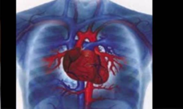 تفاوتهای بیماریهای قلبی زنان و مردان