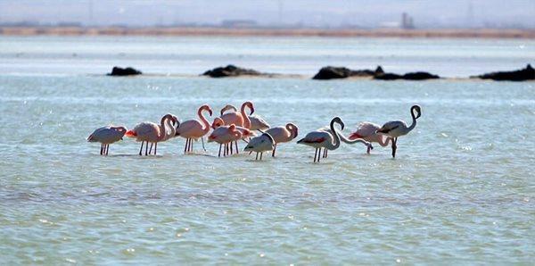 ورود گردشگران به تالاب میقان ممنوع شد ورود گردشگران به تالاب میقان ممنوع شد
