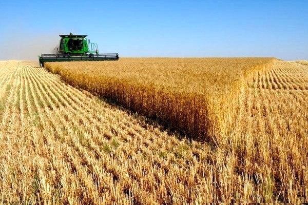 واریز 9271 میلیارد تومان به حساب گندمکاران