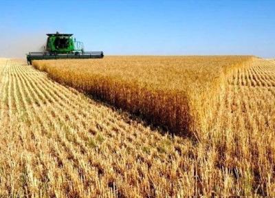 واریز 9271 میلیارد تومان به حساب گندمکاران