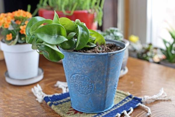 گیاه ریسمان هندو پرورش دهید گیاه ریسمان هندو پرورش دهید