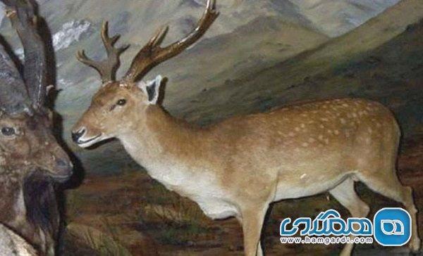 موزه جانوری کرمانشاه یکی از دیدنی ترین موزه های استان کرمانشاه موزه جانوری کرمانشاه یکی از دیدنی ترین موزه های استان کرمانشاه است
