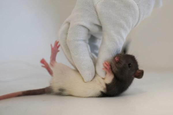 دانشمندان موش ها را غلغلک دادند؛ اما چرا؟، فیلم