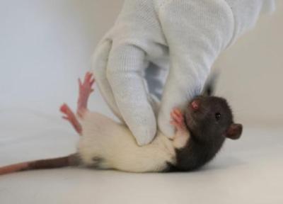 دانشمندان موش ها را غلغلک دادند؛ اما چرا؟، فیلم